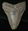 Megalodon Tooth - South Carolina #16581-1